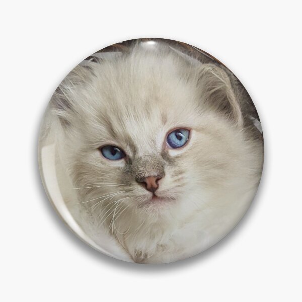 Item preview, Ragdoll kitten designed and sold by Fluffycat2020.