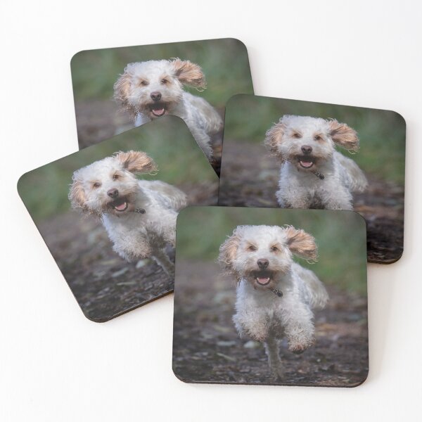 Item preview, Bertie the Cockerpoo enjoying himself! designed and sold by PhotographMassa.