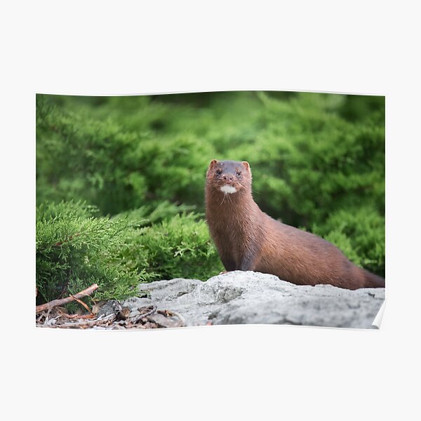 American Mink Poster
