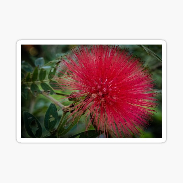 Item preview, Moanalua Gardens Power Puff Flower designed and sold by brandonbrandon.