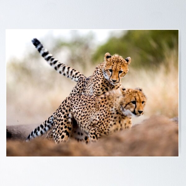 Item preview, Cheetah chase designed and sold by wazoosi.