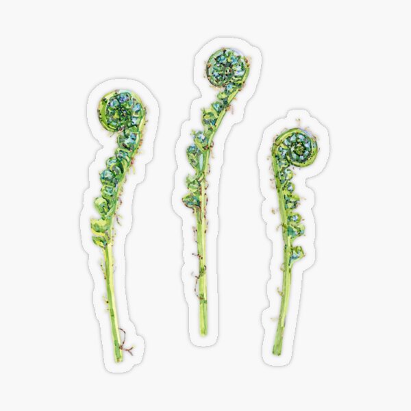 Item preview, Fern Fiddleheads designed and sold by beccaboyce.