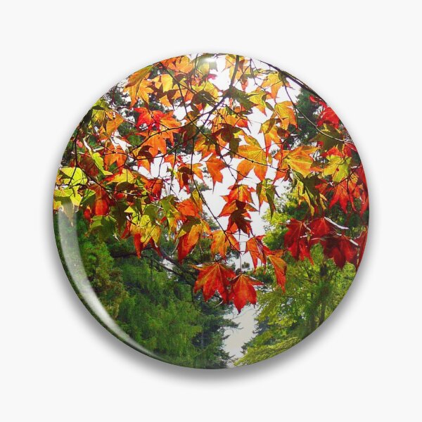 Item preview, Autumn Acer Tree Westonbirt Arboretum Cotswolds Gloucestershire designed and sold by AndyEvansPhotos.
