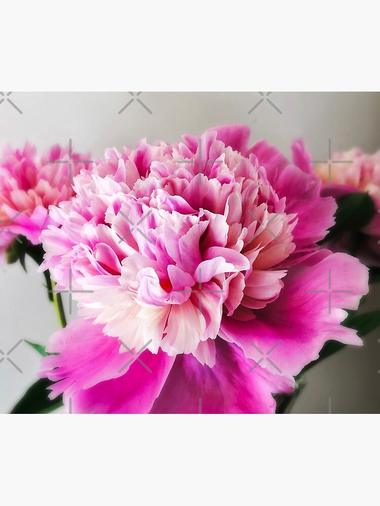 Gift for Gardener - Pink Peonies by OneDayArt