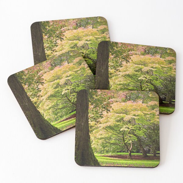 Item preview, Autumn Acer Tree Westonbirt Arboretum Cotswolds Gloucestershire designed and sold by AndyEvansPhotos.