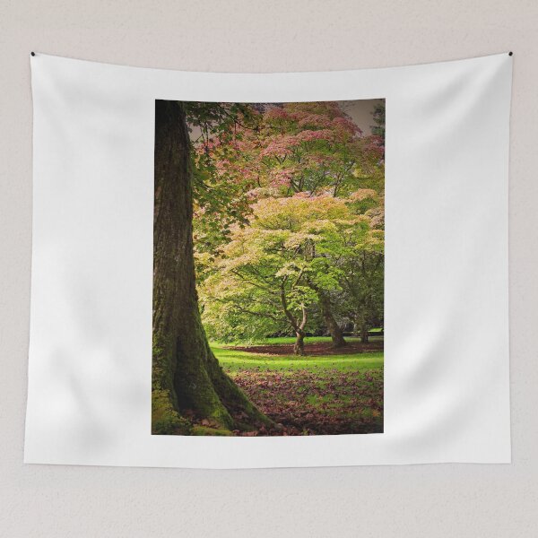 Item preview, Autumn Acer Tree Westonbirt Arboretum Cotswolds Gloucestershire designed and sold by AndyEvansPhotos.