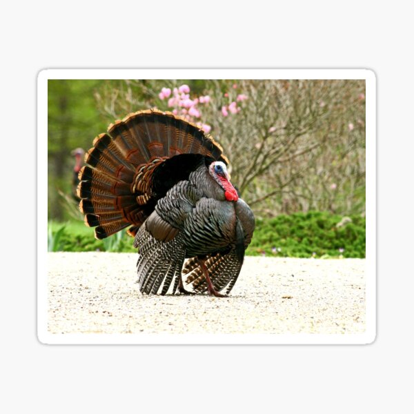 Item preview, Wild Turkey designed and sold by Enola Gay Wagner.