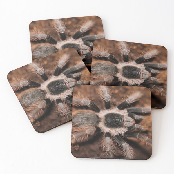 Item preview, Acathoscurria natalensis designed and sold by Spidergirl.