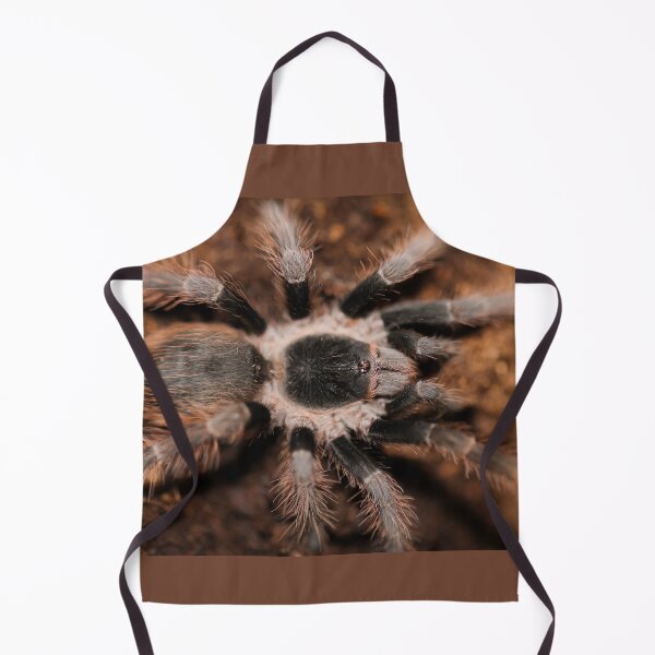 Item preview, Acathoscurria natalensis designed and sold by Spidergirl.