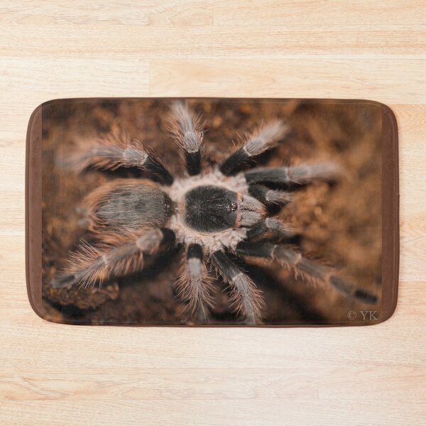 Item preview, Acathoscurria natalensis designed and sold by Spidergirl.