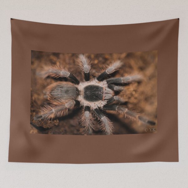 Item preview, Acathoscurria natalensis designed and sold by Spidergirl.