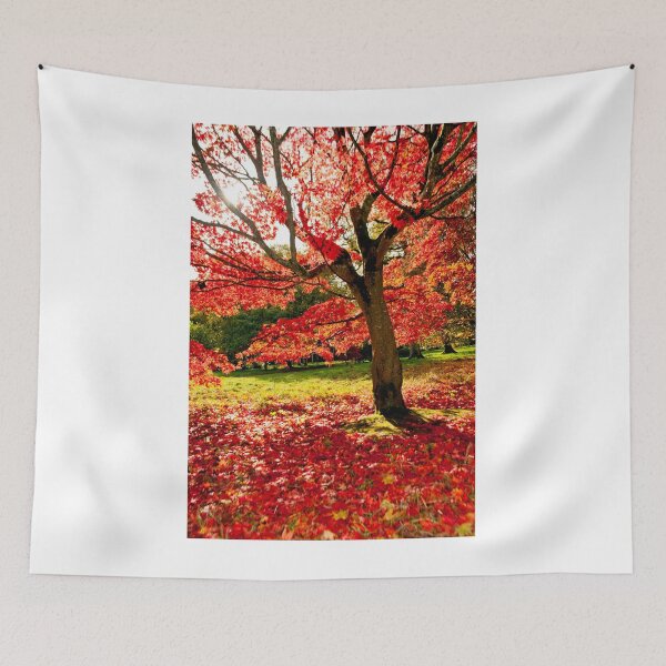 Item preview, Autumn Acer Tree Westonbirt Arboretum Cotswolds Gloucestershire designed and sold by AndyEvansPhotos.