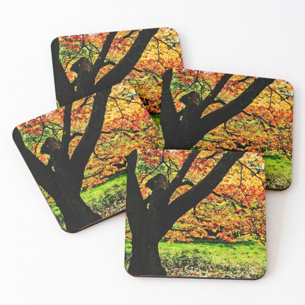 Item preview, Autumn Acer Tree Westonbirt Arboretum Cotswolds Gloucestershire designed and sold by AndyEvansPhotos.