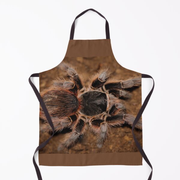 Item preview, Acathoscurria spec.melanotheria designed and sold by Spidergirl.