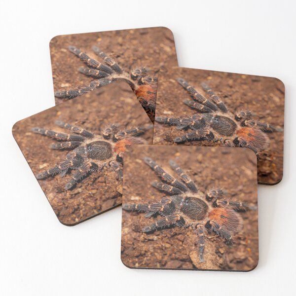 Item preview, Neischnocolus spec. Panama designed and sold by Spidergirl.