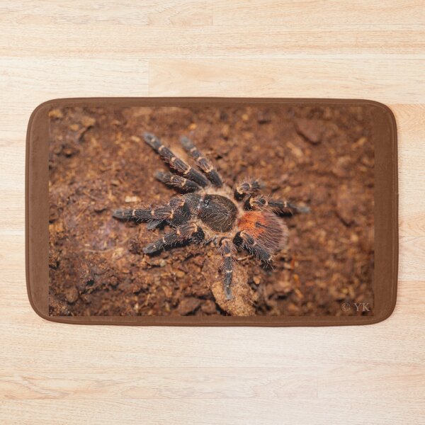 Item preview, Neischnocolus spec. Panama designed and sold by Spidergirl.
