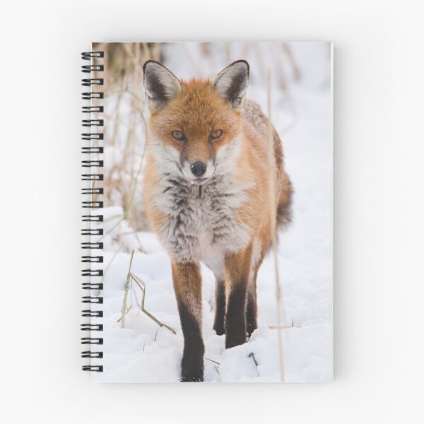 Artikelvorschau, Roter Fuchs im Schnee entworfen und verkauft von Nigel Tinlin.
