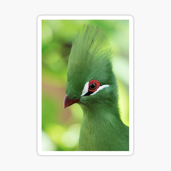 Item preview, Guinea Turaco designed and sold by WorldDesign.