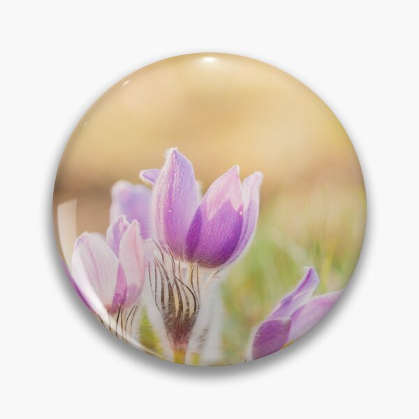 Item preview, Wild Spring Flowers Pulsatilla Patens. Flowering Plant In Family Ranunculaceae, Native To Europe, Russia, Mongolia, China, Canada And United States. designed and sold by GrishkaBruev.