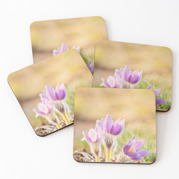 Item preview, Wild Spring Flowers Pulsatilla Patens. Flowering Plant In Family Ranunculaceae, Native To Europe, Russia, Mongolia, China, Canada And United States. designed and sold by GrishkaBruev.