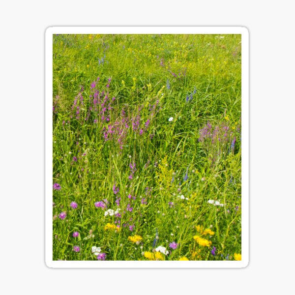 Bright and fresh summer meadow wild flowers, Switzerland Sticker