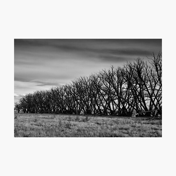 Item preview, Tree Line designed and sold by Gary Benson.