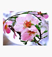 Almond dew Photographic Print