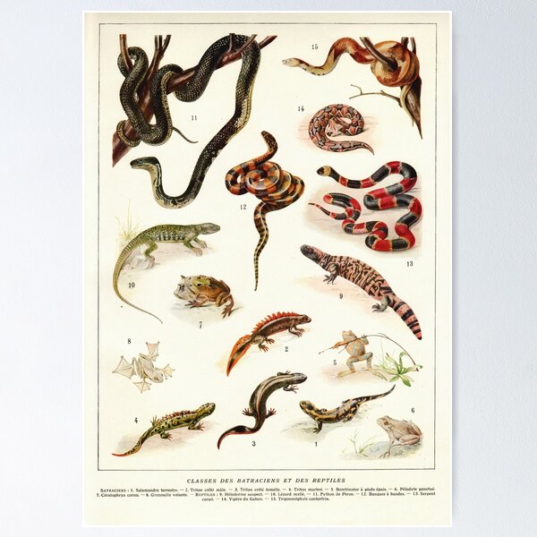 Item preview, Adolphe Millot - Batraciens et reptiles - French vintage zoology poster designed and sold by DejaVuStudio.