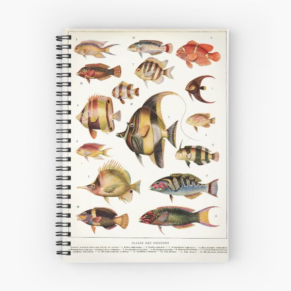 Item preview, Adolphe Millot - Poissons des coraux - French vintage zoology poster designed and sold by DejaVuStudio.