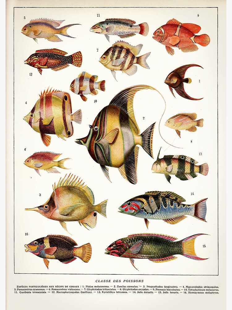 Adolphe Millot - Coraux fish - French Vintage Zoology Poster Premium ...