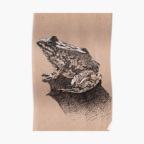 Colombian Spotted Frog Poster