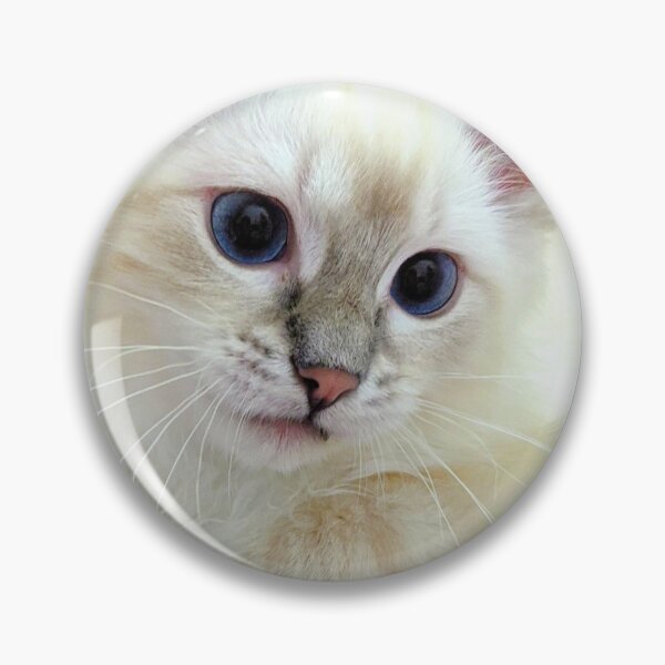 Item preview, Saoirse ragdoll kitten designed and sold by Fluffycat2020.