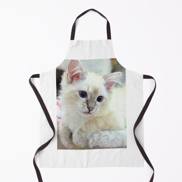 Item preview, Saoirse ragdoll kitten designed and sold by Fluffycat2020.