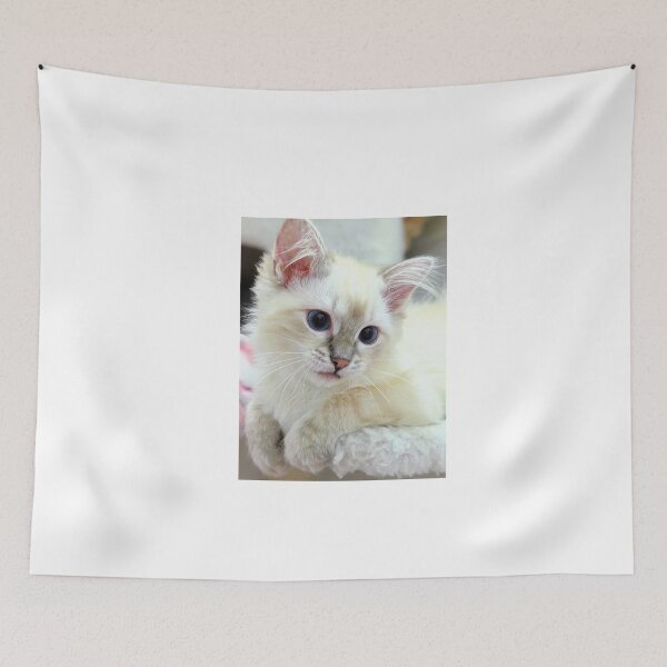 Item preview, Saoirse ragdoll kitten designed and sold by Fluffycat2020.