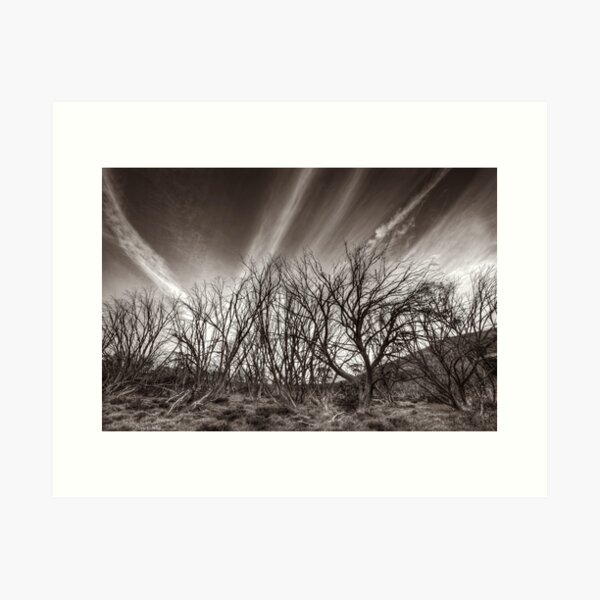 Item preview, Burnt snowgums near Mount Nelse designed and sold by Kevin McGennan.