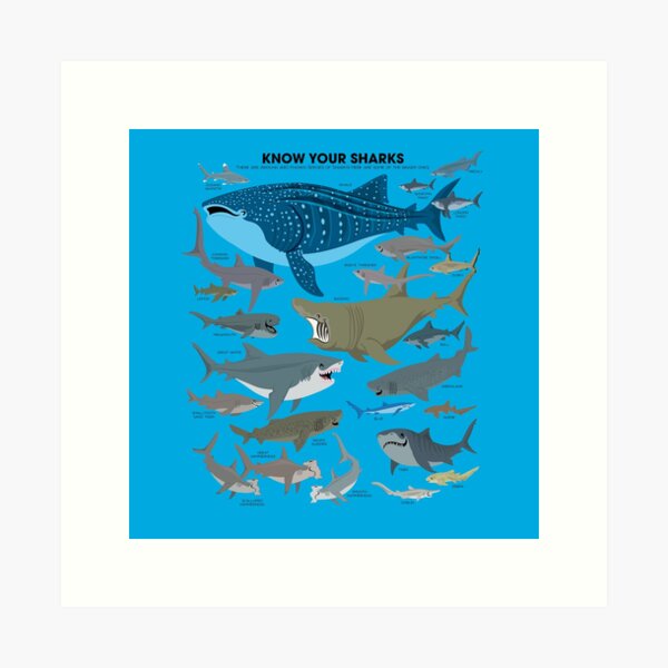 Connaissez vos requins Impression artistique