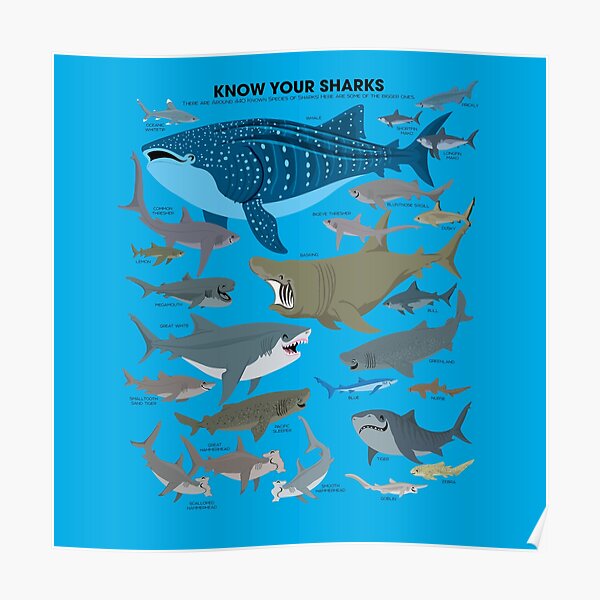 Know Your Sharks Poster