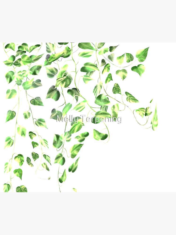 "Golden Pothos Ivy " Shower Curtain for Sale by MellyTerp Redbubble