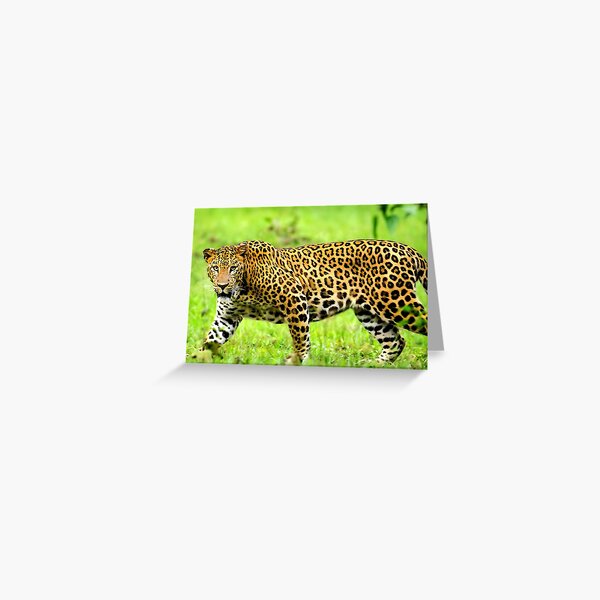 printed Greeting Card