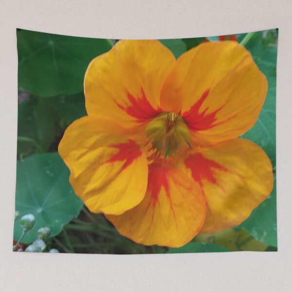 Item preview, Nasturtium still blooms in Autumn designed and sold by edwardtiptonart.