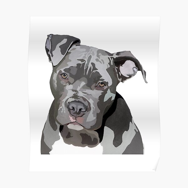 Blue Nose Pit Bull Digital Drawing - Grey Pit Bull - Dog Lovers Poster