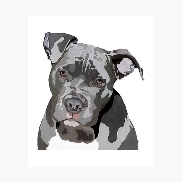 Item preview, Blue Nose Pit Bull Digital Drawing - Grey Pit Bull - Dog Lovers  designed and sold by Curtis Brown.