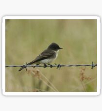 Eastern Phoebe Sticker