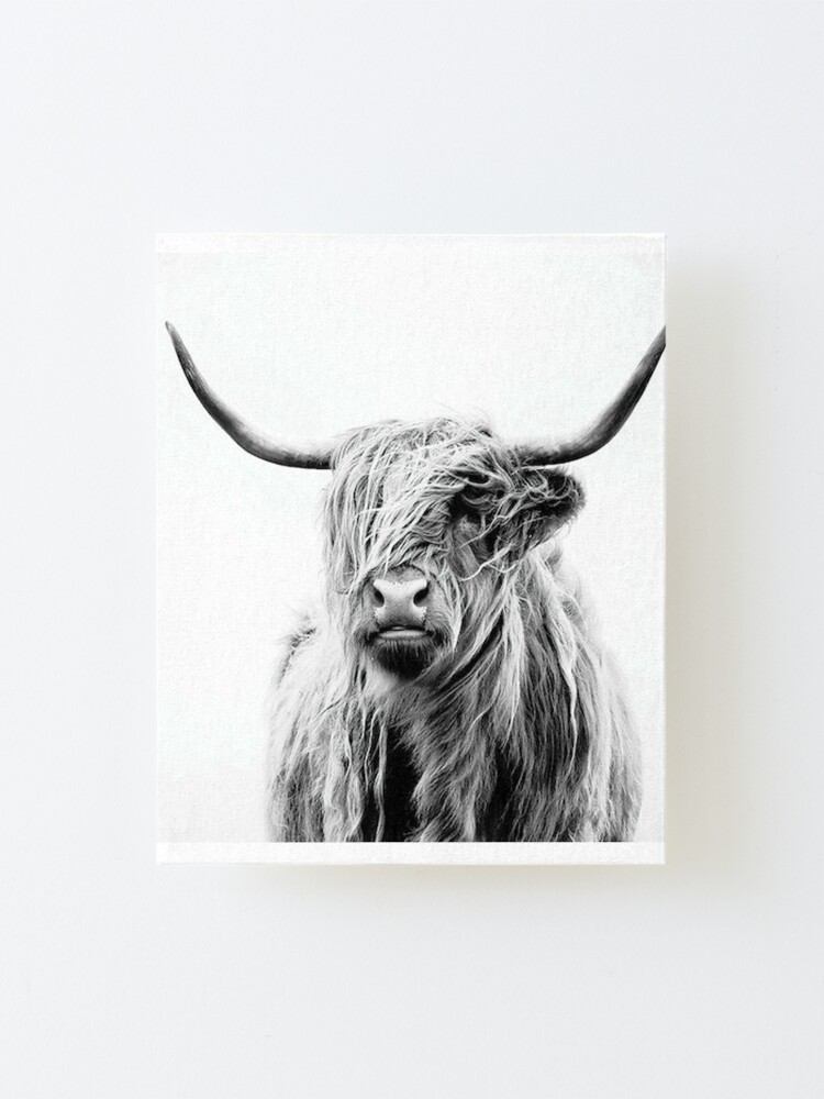 "Shaggy Highland Cow Black And White Ranch Decor Modern Trendy" Mounted
