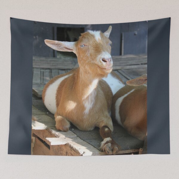 Item preview, Smiling Goat designed and sold by Autumn Seas Photography.