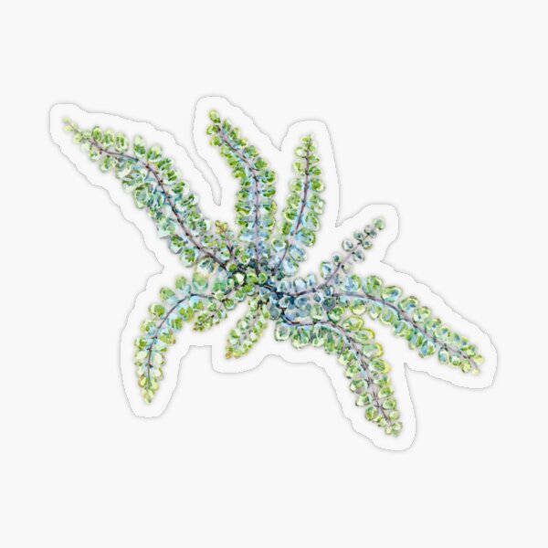 Maidenhair Fern Transparent Sticker