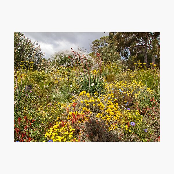 Western Australian Wild flowers Photographic Print
