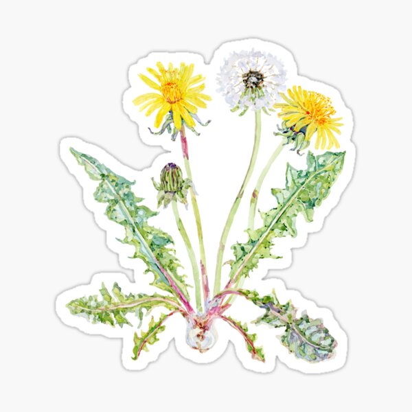 Dandelion Sticker