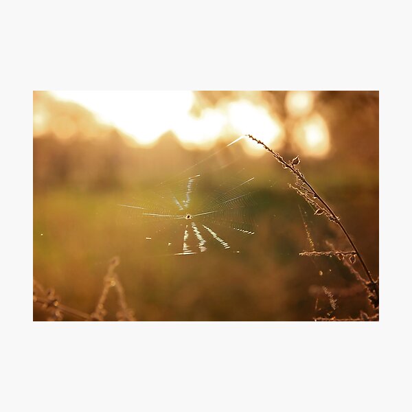 Item preview, Golden Web designed and sold by AbigailJoy.