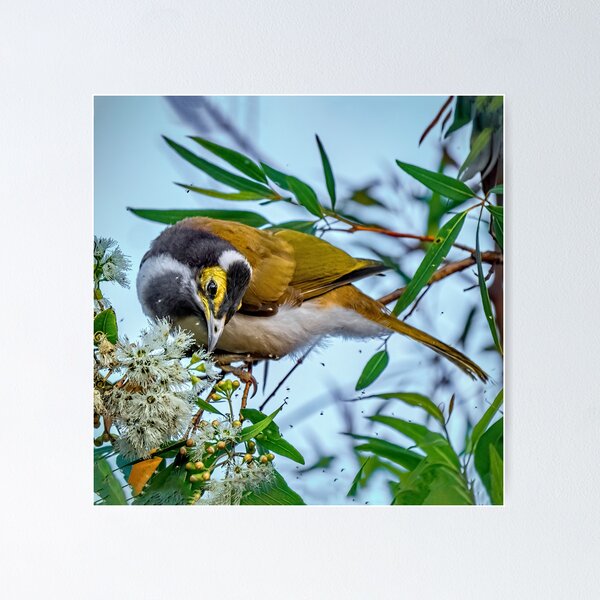Item preview, Honeyeater 1 designed and sold by sandraanderson.